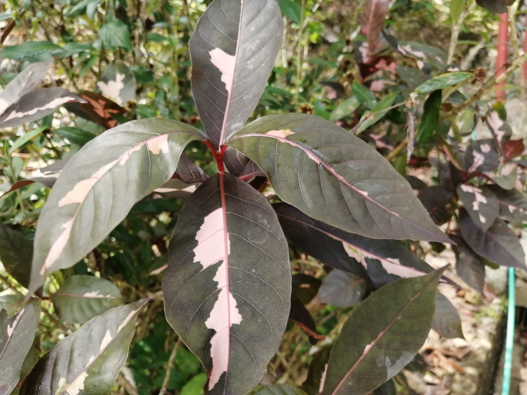 Graptophyllum pictum, Buenaventura, Valle del Cauca, Colombia