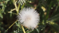 Malacothrix californica