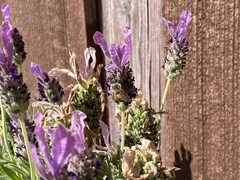 Apis mellifera