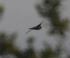 Aerodramus bartschi