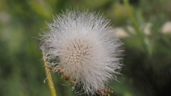 Malacothrix californica