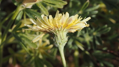 Malacothrix californica