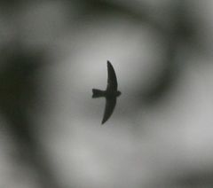 Aerodramus bartschi
