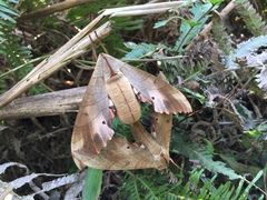 Marumba sperchius
