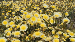 Malacothrix californica