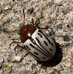 Zygogramma heterothecae