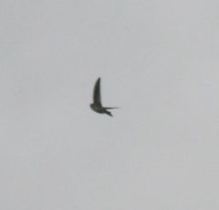 Aerodramus bartschi