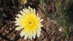 Malacothrix californica