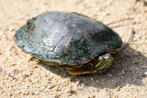 iNaturalist observation photo of Pond Slider