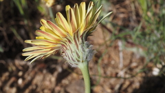 Malacothrix californica