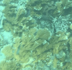 Acropora prolifera