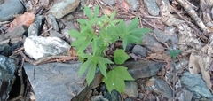 Hibiscus surattensis
