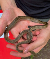 Dendrophidion percarinatum