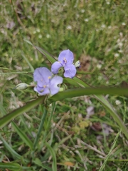 Tradescantia ohiensis