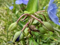 Tradescantia ohiensis