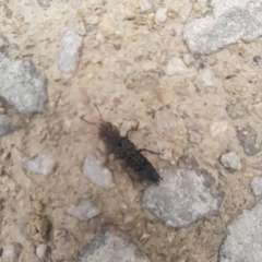 Ontholestes tessellatus