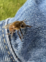 Apis mellifera