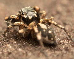 Habronattus sabulosus