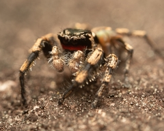 Habronattus sabulosus