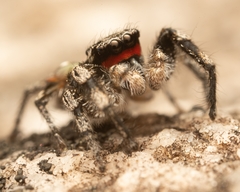 Habronattus sabulosus