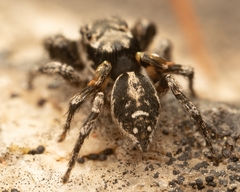 Habronattus sabulosus