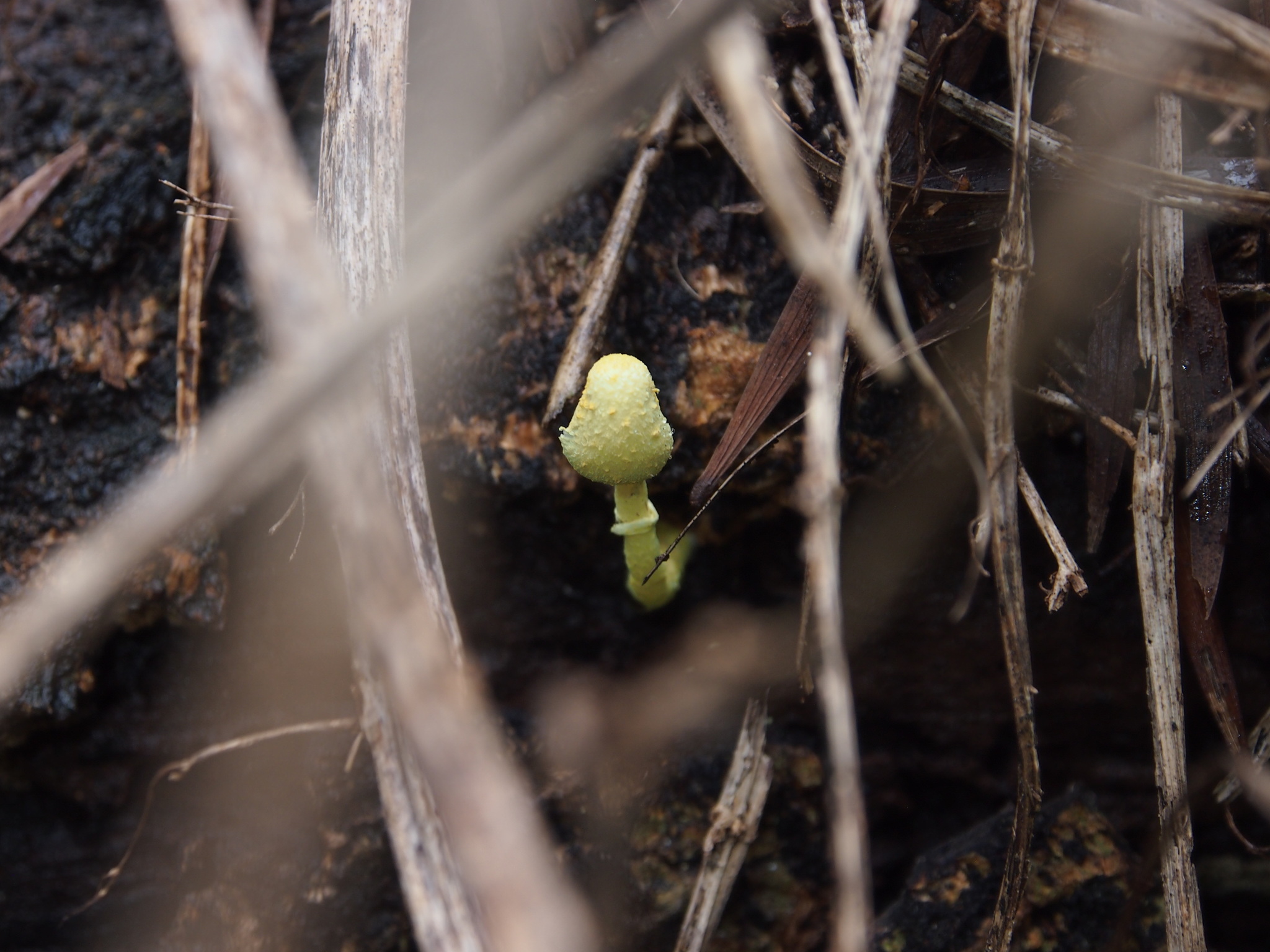 Leucocoprinus birnbaumii image