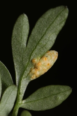 Puccinia erigeniae