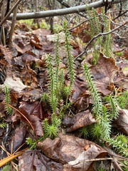 Media resource of Spinulum annotinum