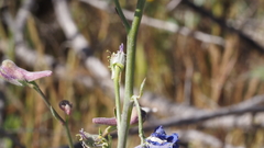 Delphinium parishii subglobosum