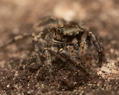 Habronattus sabulosus
