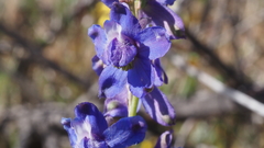 Delphinium parishii subglobosum