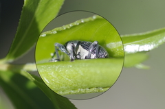 Archarius salicivorus