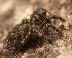 Habronattus sabulosus