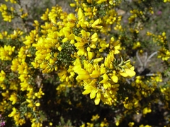 Ulex micranthus