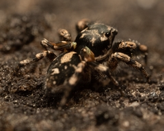Habronattus sabulosus
