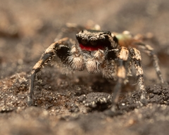 Habronattus sabulosus