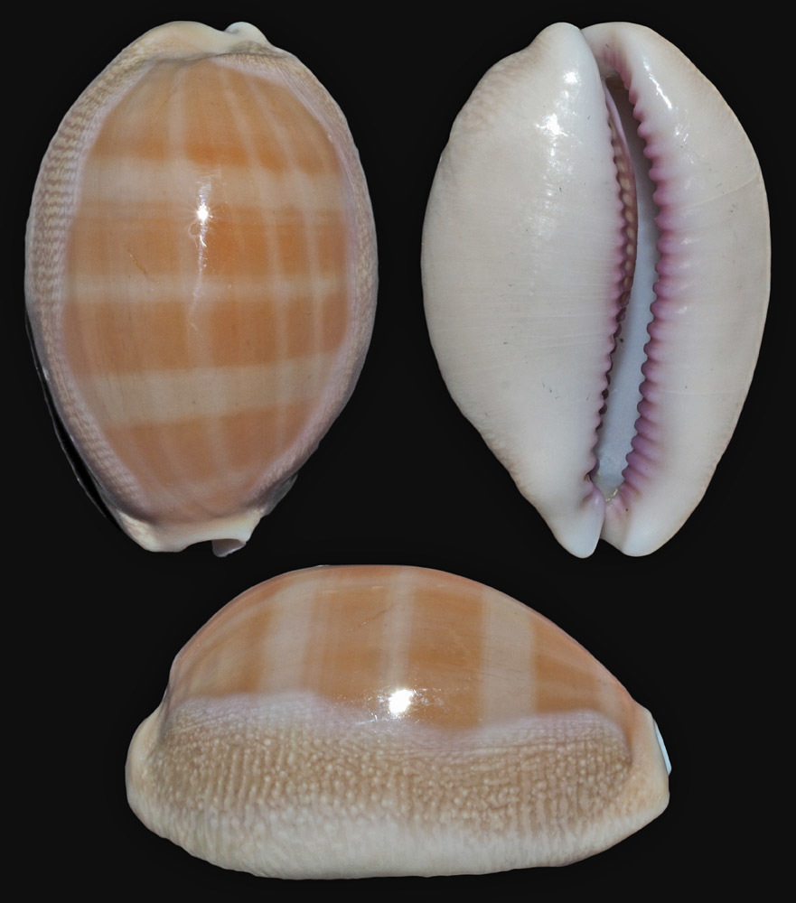 Closely-related Carnelian Cowrie