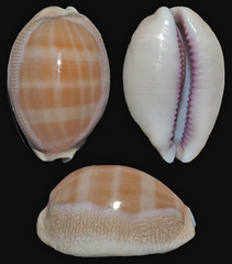 Lyncina propinqua
