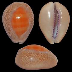 Lyncina propinqua