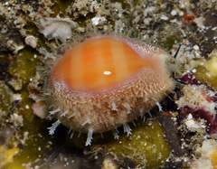 Lyncina propinqua