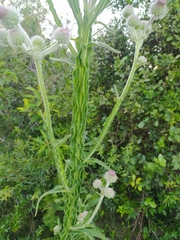 Stenachaenium macrocephalum