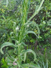 Stenachaenium macrocephalum