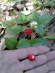 Fragaria vesca vesca