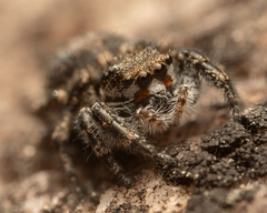 Habronattus sabulosus