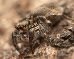 Habronattus sabulosus