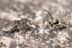 Habronattus sabulosus