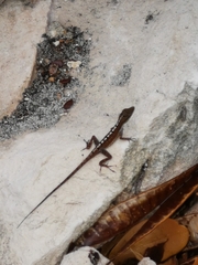 Anolis scriptus