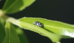 Archarius salicivorus