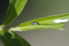 Archarius salicivorus