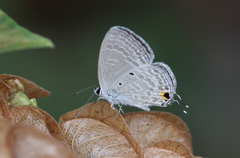 Catochrysops